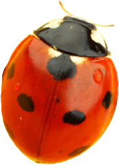 Ladybug